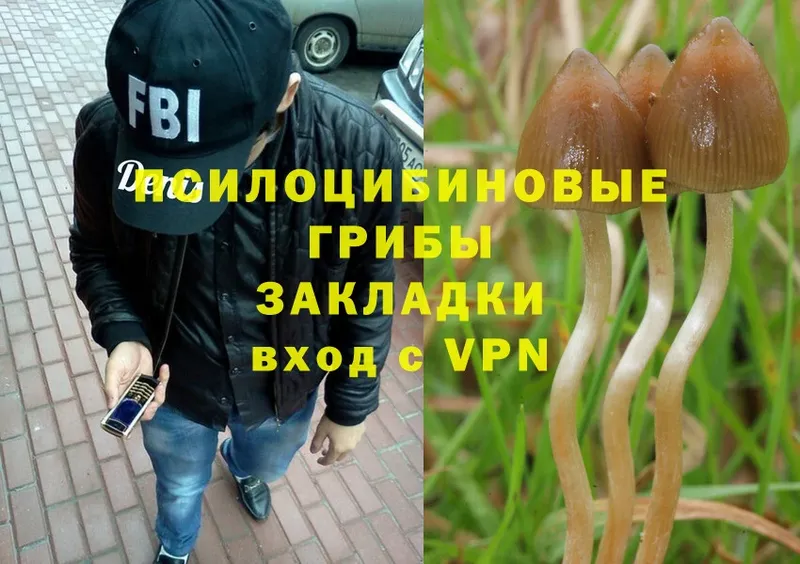 Галлюциногенные грибы Psilocybe  Елец 